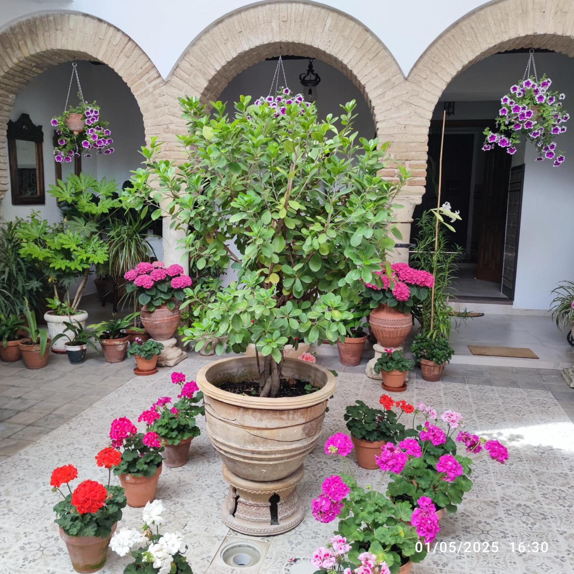 Апартаменты El Patio De Regina Кордова Экстерьер фото